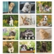 Puppies Kittens - Stapled