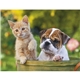 Puppies Kittens - Stapled