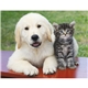 Puppies Kittens - Stapled