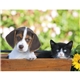 Puppies Kittens - Stapled