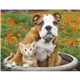 Puppies Kittens - Stapled