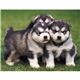 Puppies Kittens - Stapled