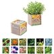 Wooden Cube Blossom Kit